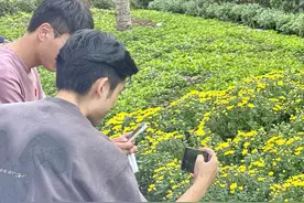 千里跃进大别山｜麻城菊花开出百姓“致富花”图片