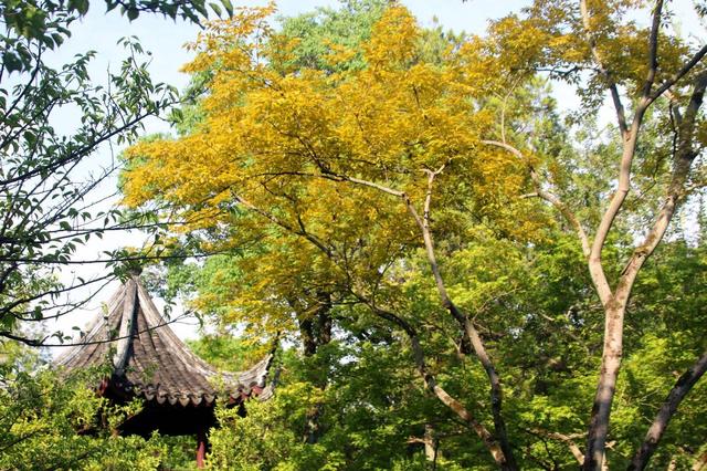 江苏苏州：“白露”将至 秋意渐浓