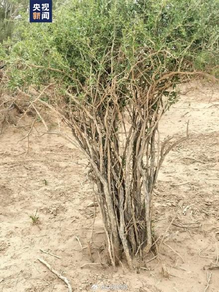 甘肃发现大面积野生枸杞