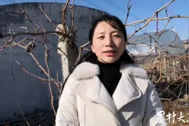 新春走基层|每亩收入万元以上，葡萄棚内套种忙图片