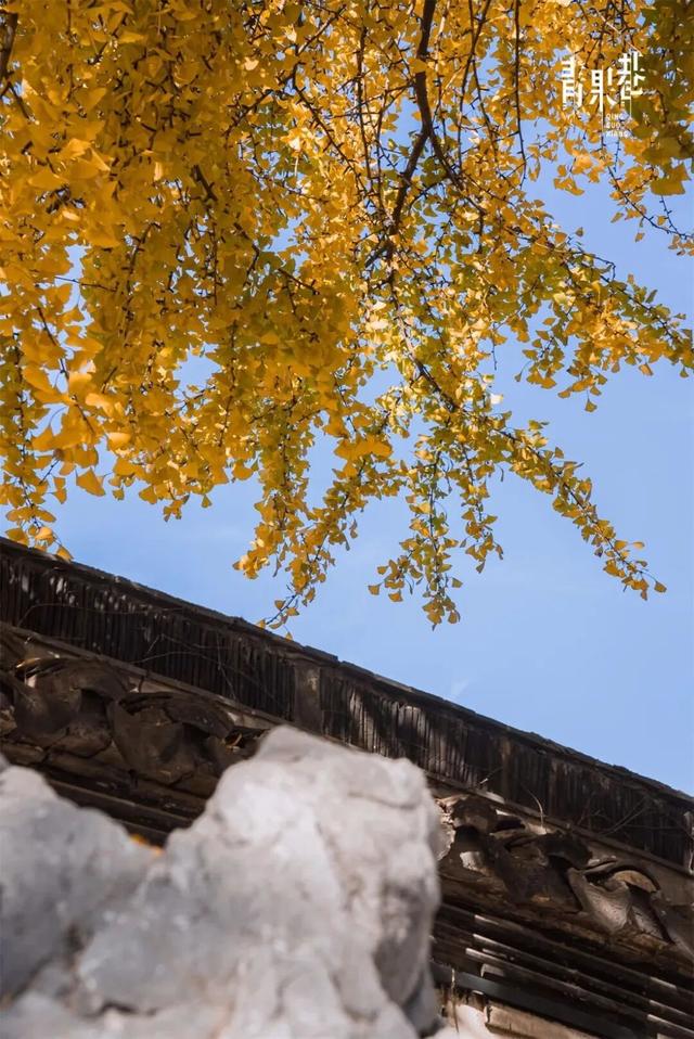 限时绝美！此刻，常州颜值巅峰