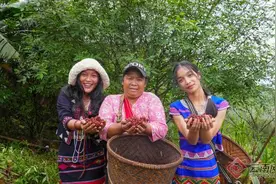 云南西盟：花椒喜丰收 百姓笑开颜图片