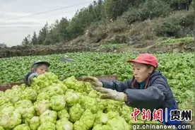 贵州沿河：“黄土地”变“绿菜地” 大头菜助农增收图片