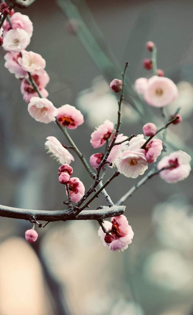 提前两个多月开放，趵突泉畔“梅”景迷人