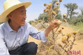【甘快看】飞沙走石的风沙口渐变生态研学打卡地图片