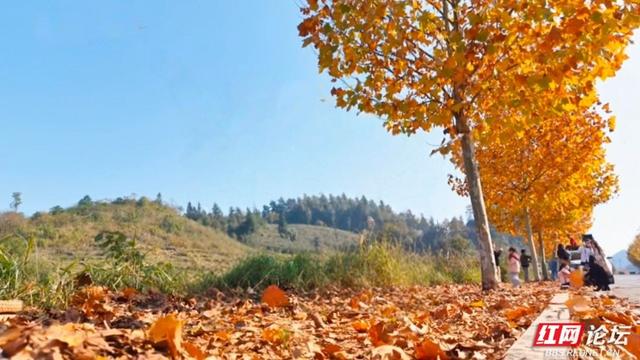 岁暖时刻丨在凤凰县环城路，我读懂了一片梧桐叶的一生