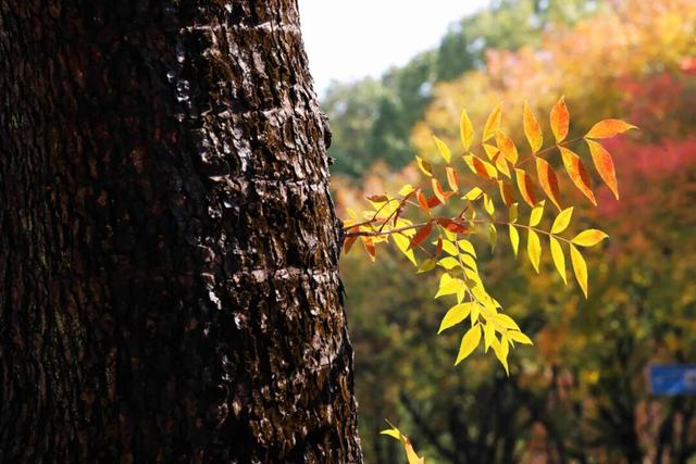 此时，闵行最美的地方就在……
