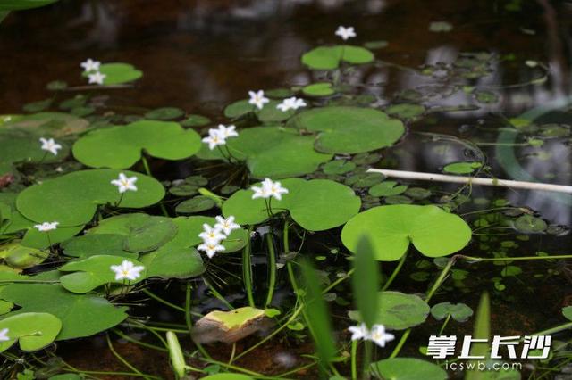 秋日赏花哪里去？省植物园邀您共赴秋日花宴
