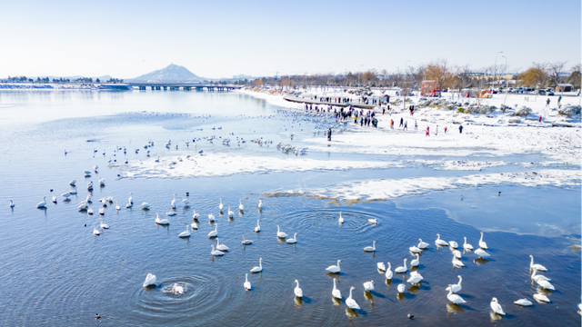 去什么北海道，冬日里的威海不是“平替”，是天花板！