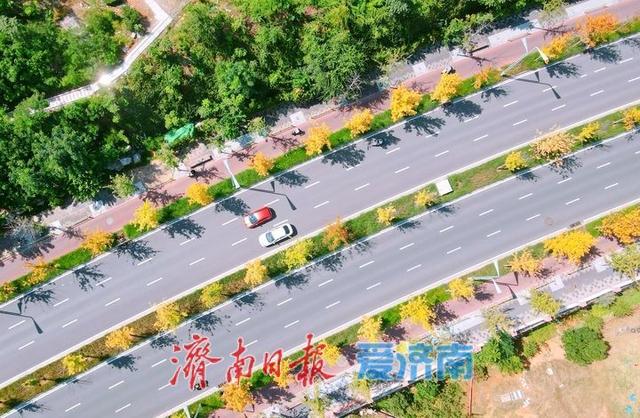 一年四季 泉在济南丨白露过后最美“叶”色上线，秋日新泺大街镶“金边”
