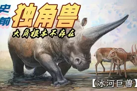 远古巨大犀牛原来没有巨角！图片