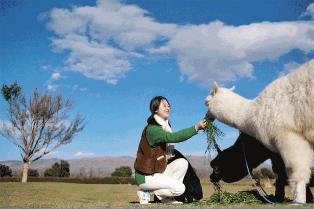 龙虎仙山邀您共赴秋日之约！10月25日起免费畅游体验牧场，骑马赏花探萌宠，邂逅龙虎仙境！