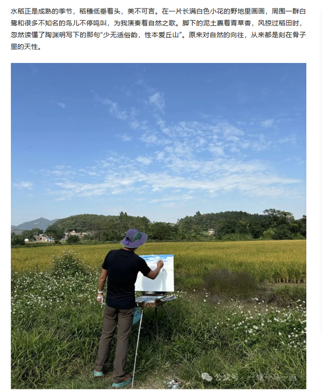 限定浪漫！高明晚稻收割忙，“丰”景美如画