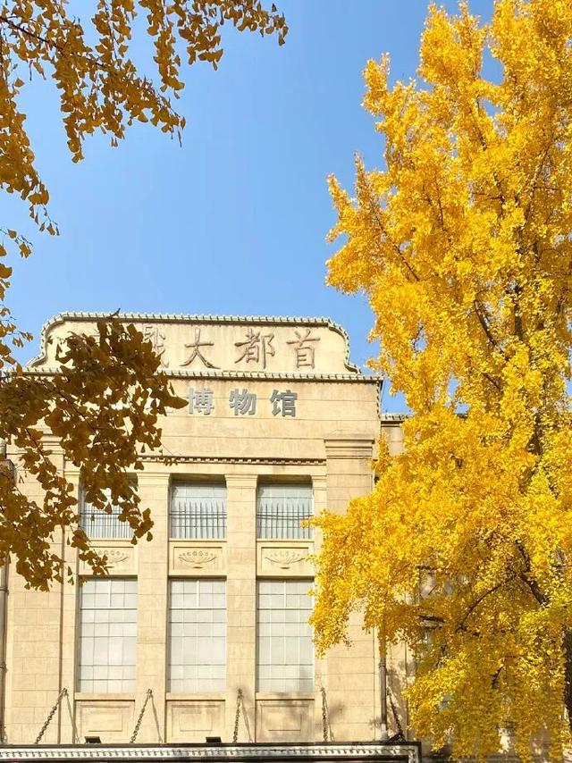 “西红柿炒蛋树”排队？快来秦淮开启“金黄时刻”！