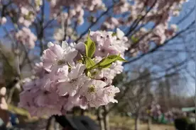 北京春日顶流回归！玉渊潭早樱进入盛放期，交通指南图片
