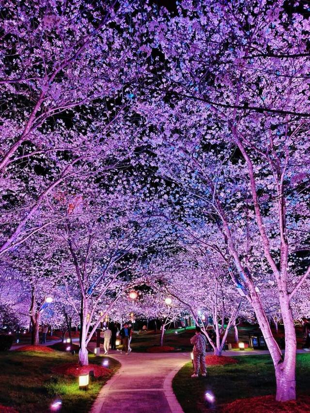 2026上海樱花节来了！3月9日持续至4月9日，看1.6万株樱花次第绽放，首推“景随花移”夜游新模式