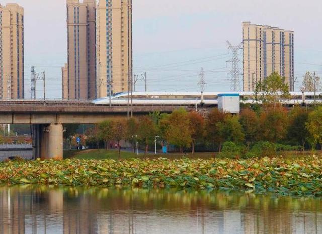 洪山大学之城：晚秋绘彩图，来一场邂逅半红半黄的浪漫之约