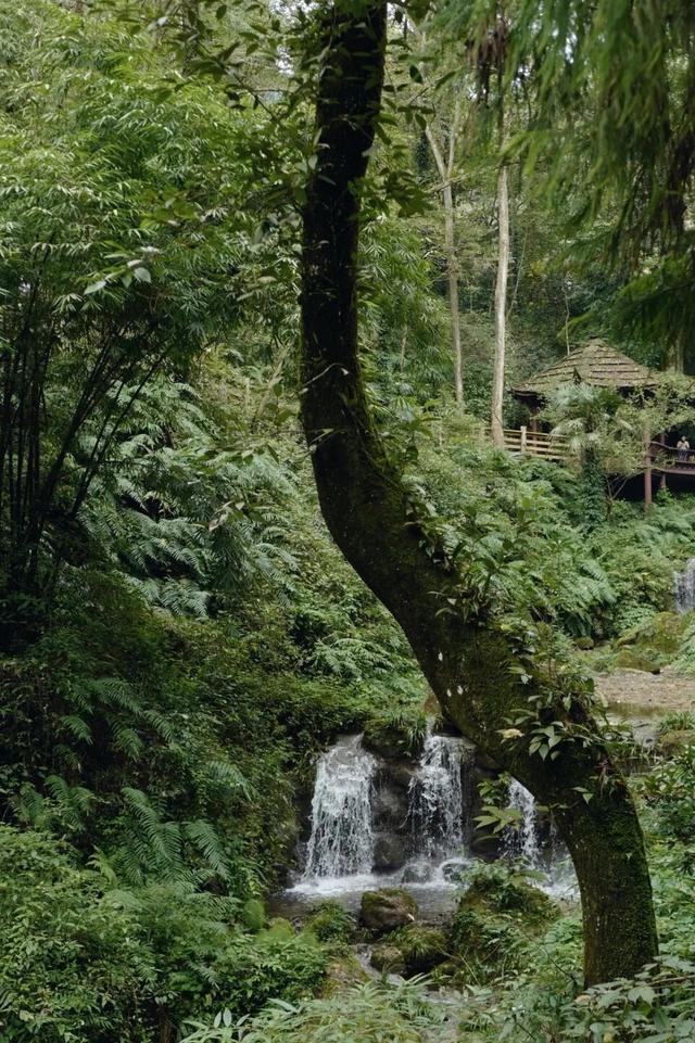 青城山｜与自然对话的日与夜。