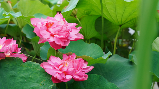 襄城：夏日悠悠 环城赏荷