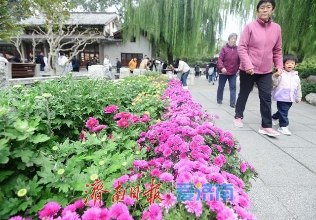 相聚泉畔共赏菊香，第46届趵突泉金秋菊展启幕