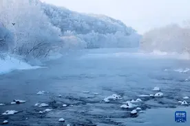 黑龙江：雾凇美景显冬韵图片