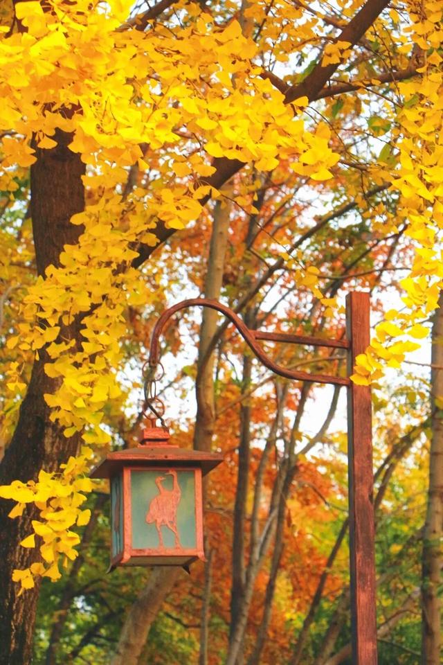 武昌赏秋天花板！这条被推荐100次的山路，迎来最美时刻