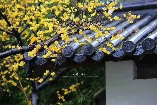 第一波开好了！来无锡邂逅冬日“梅”景