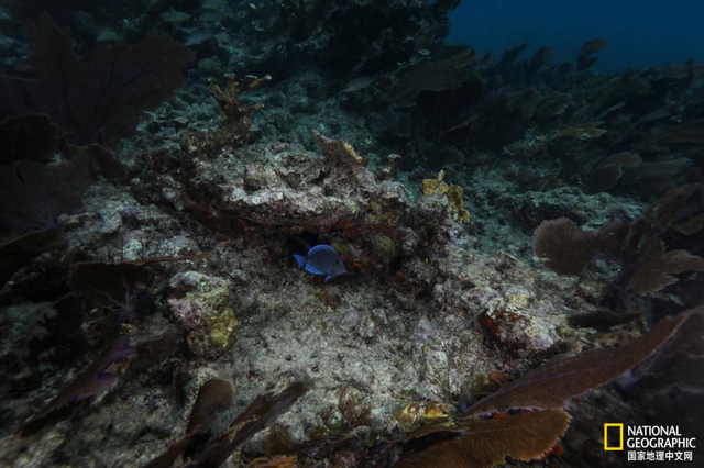 珊瑚礁集体遭热浪重创，关键物种功能性灭绝，20年修复难抵一次高温