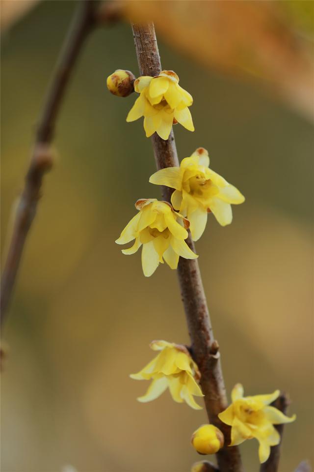 商视界｜柘城县：千树园蜡梅迎冬绽放