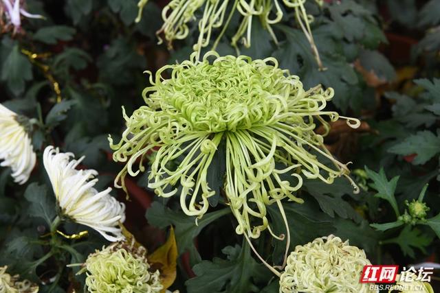 岁暖时刻丨“星城醉菊”正当时：岳麓山菊花展惊艳绽放，一眼入画！