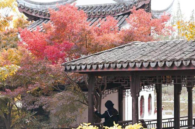 红了~红了，来宿城追“枫”！