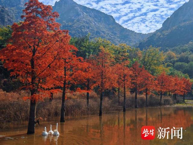 城边有片“红杉海”！海州园林水库解锁深秋生态休闲新方式