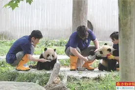 爱熊猫，更要懂熊猫 走近中国“熊猫人”图片