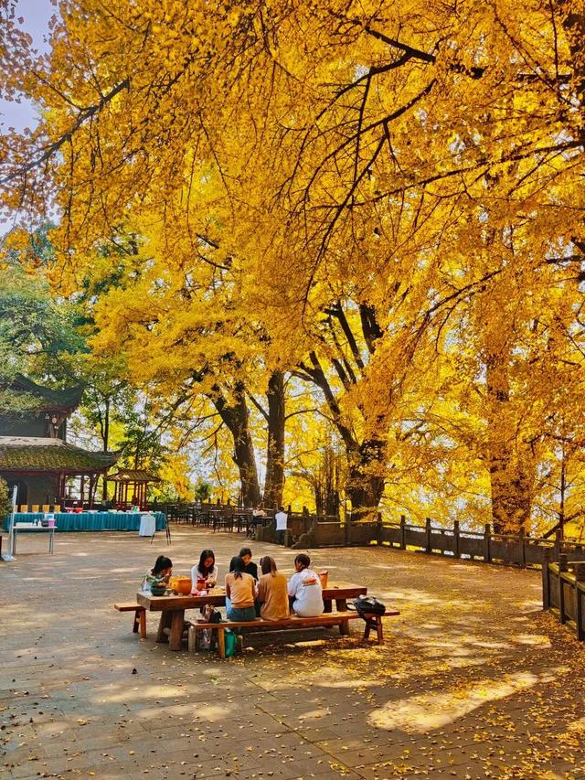 蒙顶山的银杏你不必问，绝对值得一场奔赴！