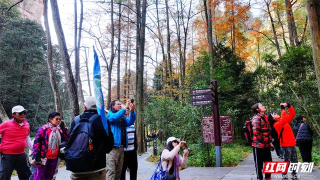 冬日暖阳映峰林 张家界国家森林公园冬游火热