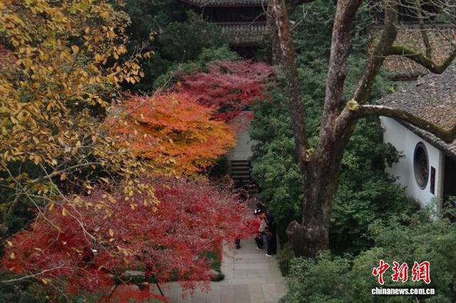 浙江杭州：红枫层林尽染 引游客竞相打卡