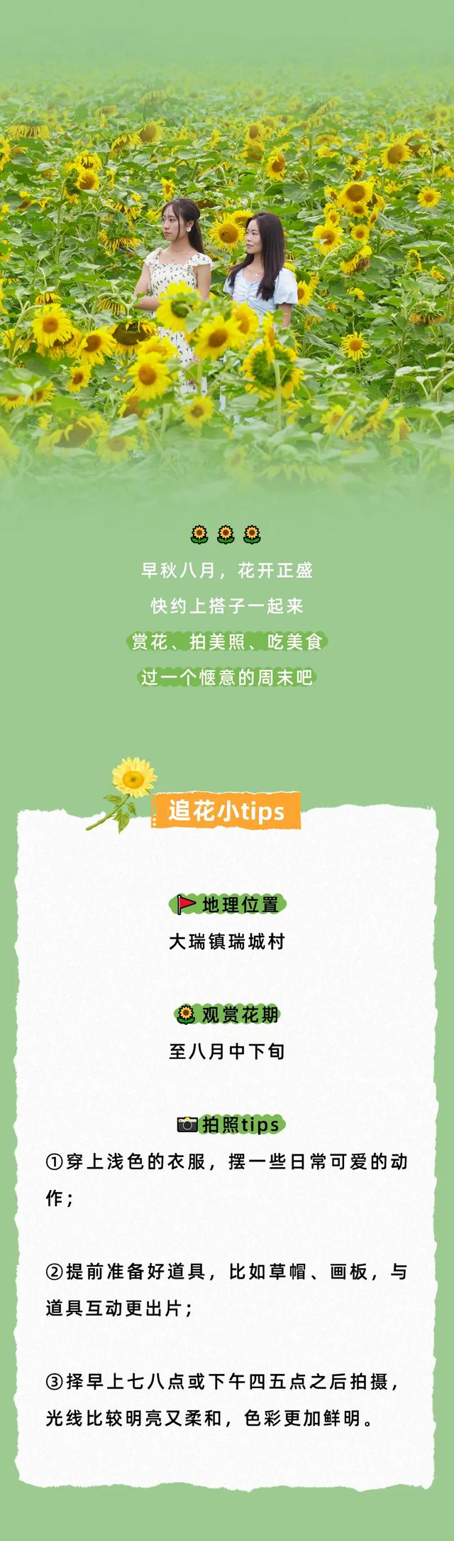 打卡攻略 | 人在越西,被这片超美的向日葵花海治愈!
