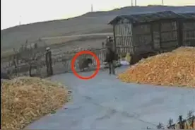 猛虎进村撞门，有人手被咬烂？当地回应图片