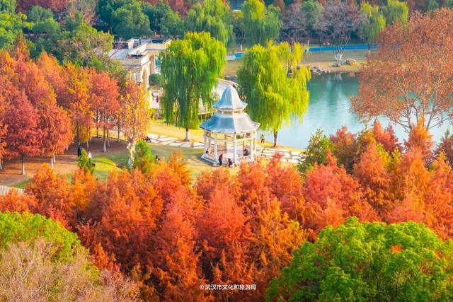 武汉这片杉树林，喀纳斯啊你！