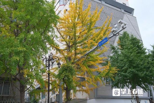 现场实拍！昆明文林街银杏“半黄”，金色浪漫还需耐心等待