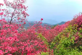 金寨：马鬃岭上映山红，十里花海醉人间图片