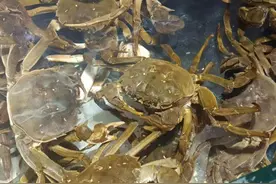 昆明市场已有大闸蟹卖阳澄湖大闸蟹预计9月底上市图片