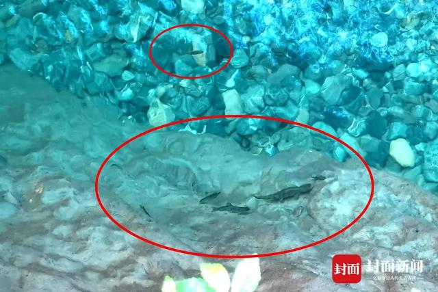 还魂草“复活”、崖柏成林、阳鱼穿溪！巴山大峡谷藏了多少宝藏？ | 创5A·巴山大峡谷更好玩