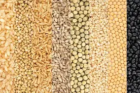 吃五谷杂粮真的健康吗？正确的吃法，应该根据体质来选图片