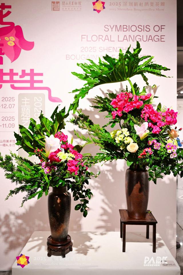 多图直击，2025深圳簕杜鹃赏花周全城绽放