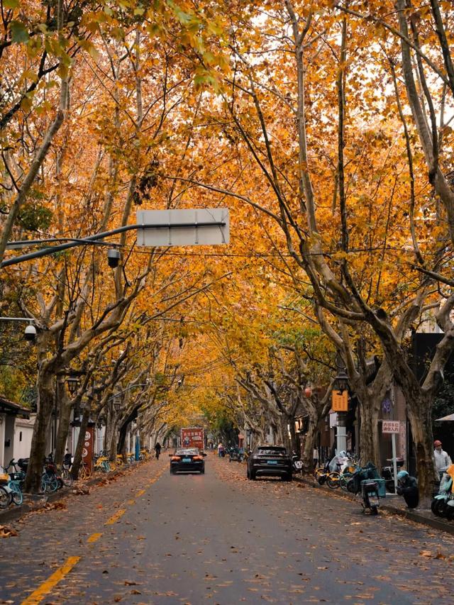 上海顶级秋景！藏着传统中国色→