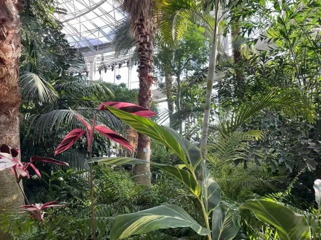 太惊喜！北京第一波蜡梅开啦！就在——