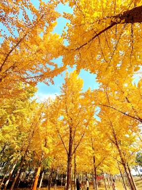 赴一场黄河与银杏的约会