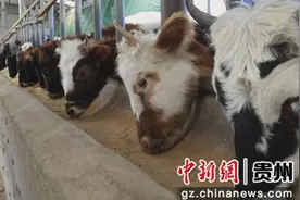 贵州三都：“藏牦牛”养殖赋能乡村振兴图片