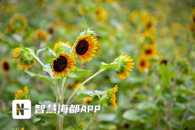 福州南山公园向日葵花海盛放